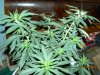 Pineapple Express Fem 5.5 Weeks Old 003.jpg