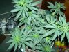 Pineapple Express Fem 5.5 Weeks Old 004.jpg