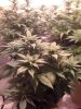 BJ-3Weeks-Flower.jpg