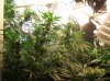 2009 Grow 010.jpg