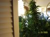 2009 Grow 012.jpg