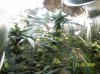 2009 Grow 016.jpg