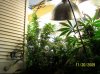 2009 Grow 015.jpg