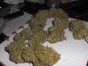 jahtrip-albums-my-bud-shots-picture53433-cimg1915.jpg