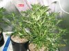 2 weeks  flowering 017 700x524.jpg