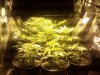 8 plants under 400hps.jpg