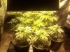 8 plants under 400hps pic number 2.jpg