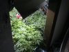 blackass grow 006.JPG