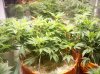 Hempy Buckets LST 2 veg.jpg