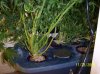 2009 Grow 002.jpg