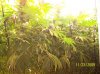 2009 Grow 004.jpg