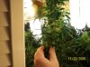 2009 Grow 005.jpg