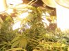 2009 Grow 008.jpg