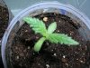 First Week Seedling 2.jpg