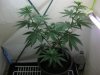 day7flower 012.jpg