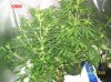 2 .5 weeks  flowering 004 700x524.jpg