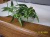 2009 Grow 003.jpg