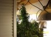 2009 Grow 001.jpg