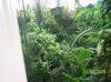 2009 Grow 006.jpg