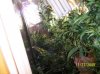 2009 Grow 003.jpg