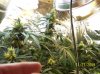 2009 Grow 007.jpg