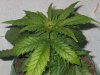 lowryder grow 2 day 25 001.jpg