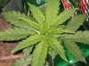 lowryder grow 2 day 25 002.jpg