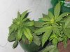 lowryder grow 2 day 25 003.jpg