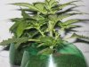 lowryder grow 2 day 25 004.jpg