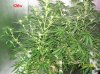 3weeks  flowering 002 700x524.jpg