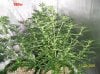 3weeks  flowering 014 700x524.jpg