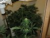 start of week two flowering 005.jpg