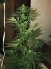 start of week two flowering 011.jpg