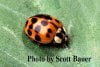 AsianLadyBeetle(1).jpg