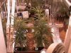 11. Plants before clones taken.JPG