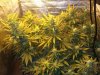 bigkuz68-albums-led-hps-grow-picture95176-dscn2072.jpg