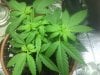 big bud clone 6 days on 12-12.JPG