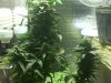 gdp 9-10 weeks in flowering.JPG