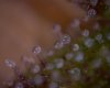 11:29:09trichs.jpg