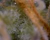 11:29:09trichs14.jpg