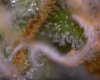 11:29:09trichs16.jpg