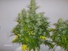 day 35 flower 003.jpg