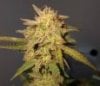 thumb_ReCon-dna-genetics-cannabis-seeds.jpg