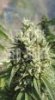 thumb_kandy-kush-cannabis-seeds.jpg