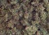 100_7877-Purple Power x Arjans Haze.jpg