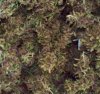 100_7880-Purple Power x Arjans Haze.jpg