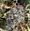 100_7883-Purple Power x Arjans Haze.jpg