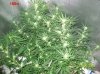 4 weeks  flowering 004 700x524 650x486.jpg