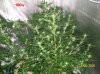 4 weeks  flowering 005 700x524 650x486.jpg