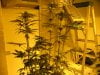 week three flowering 001.jpg